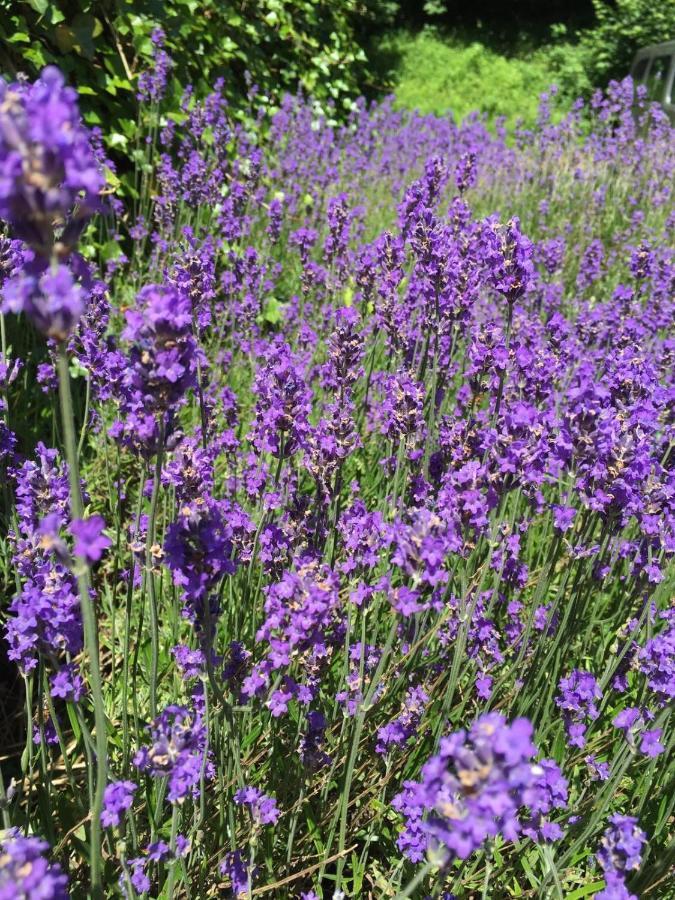 La Fleur Et Le Soleil Acomodação com café da manhã Durbuy Exterior foto