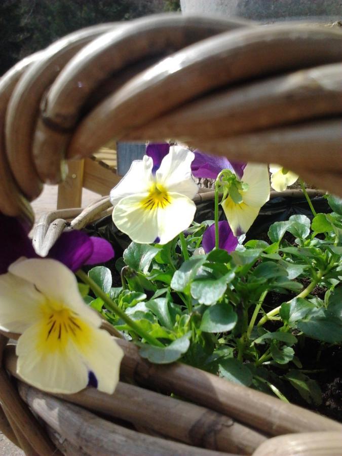 La Fleur Et Le Soleil Acomodação com café da manhã Durbuy Exterior foto